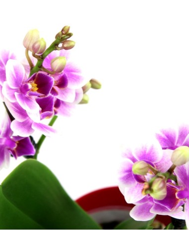 Orchidea rosa vaso rosso