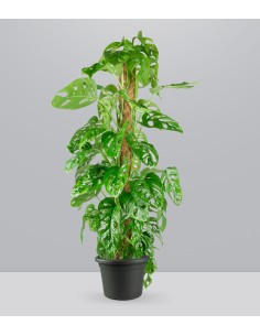 Filodendro Monstera Monkey...