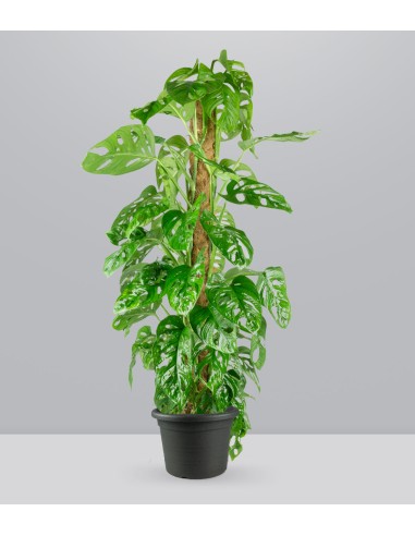 Filodendro Monstera Monkey Mask