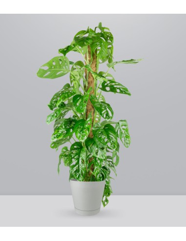 Filodendro Monstera Monkey Mask