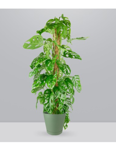 Filodendro Monstera Monkey Mask