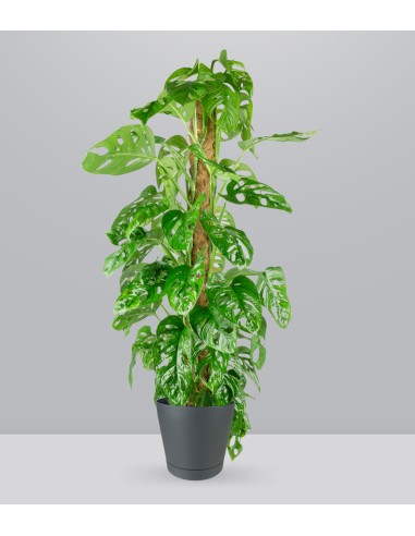 Filodendro Monstera Monkey Mask