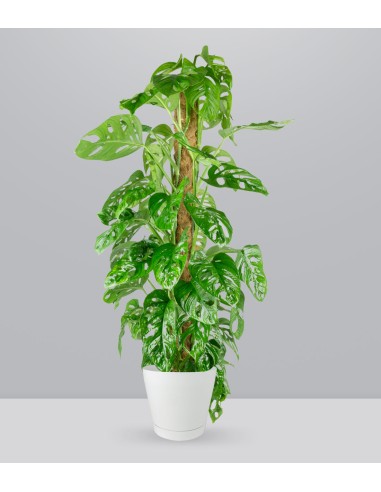 Filodendro Monstera Monkey Mask
