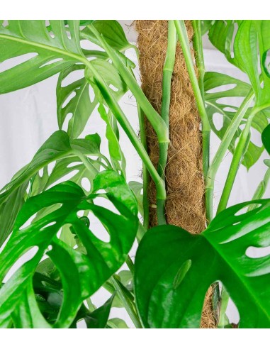 Filodendro Monstera Monkey Mask