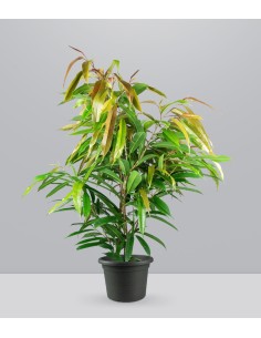 Ficus Amstel King