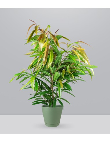 Ficus Amstel King