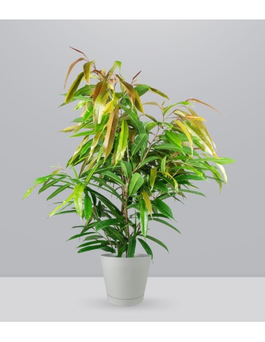 Ficus Amstel King