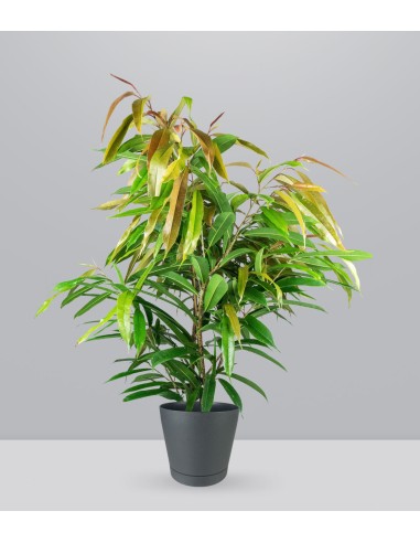 Ficus Amstel King