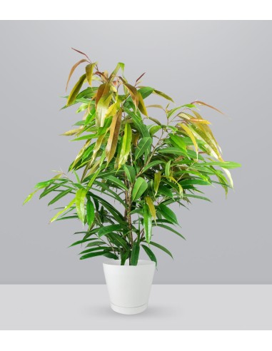 Ficus Amstel King