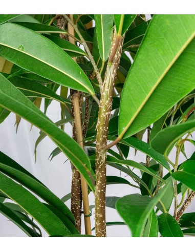 Ficus Amstel King