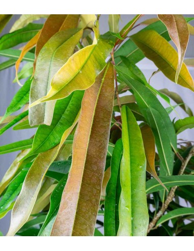 Ficus Amstel King