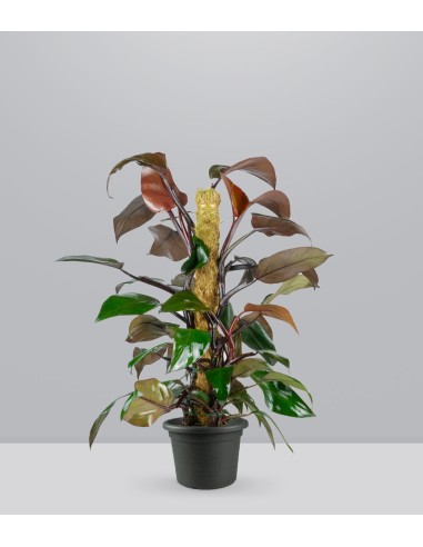 Filodendro Imperial Red | Pianta alta