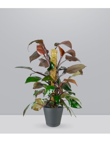 Filodendro Imperial Red | Pianta alta