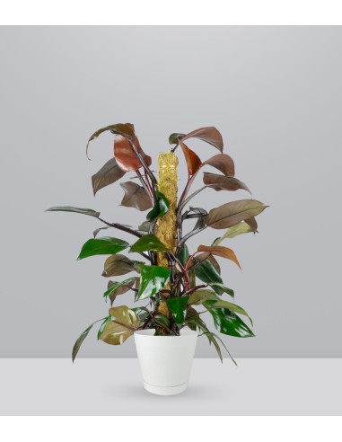 Filodendro Imperial Red | Pianta alta