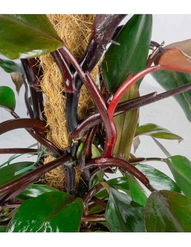 Filodendro Imperial Red palo