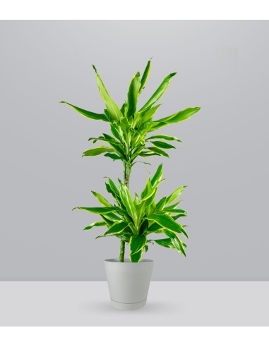 Dracena Lemon
