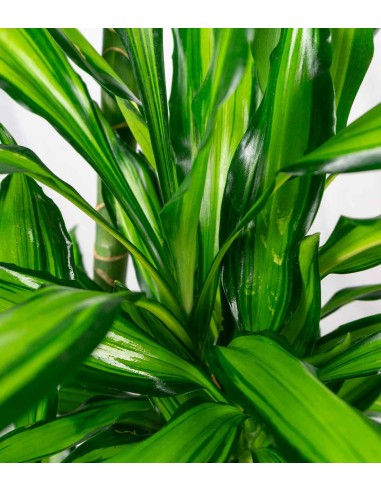 Dracena Lemon