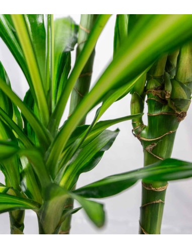 Dracena Lemon