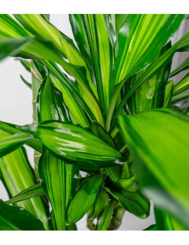 Dracena Lemon