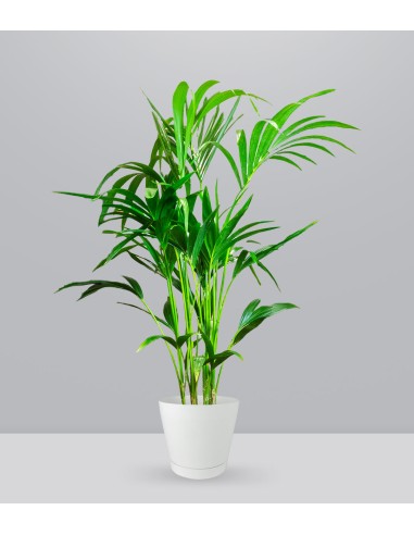Kentia | Kenzia (howea forsteriana)