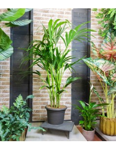 Kentia (howea forsteriana) 2