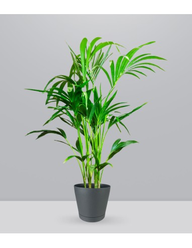 Kentia (howea forsteriana)