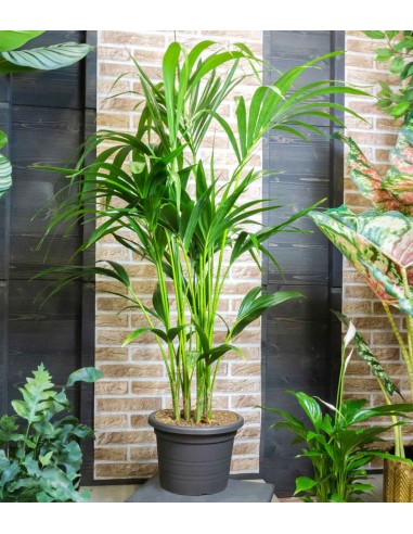 Kentia | Kenzia (howea forsteriana)