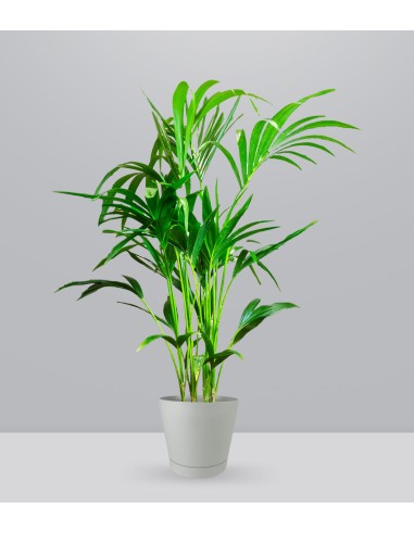 Kentia (howea forsteriana)