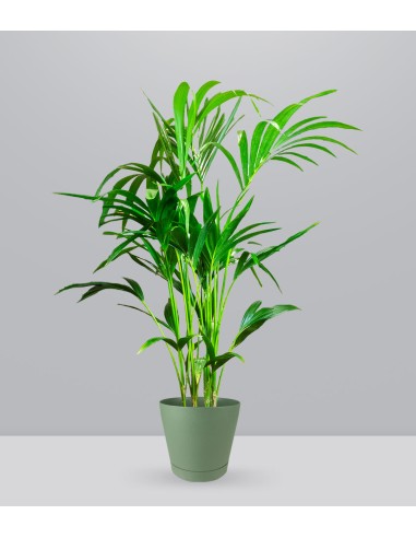 Kentia | Kenzia (howea forsteriana)