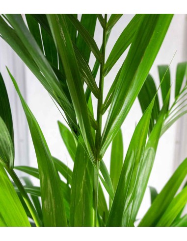 Kentia (howea forsteriana)