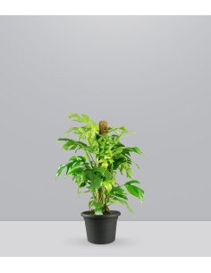 Monstera Minima Palo