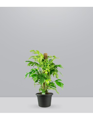 Monstera Minima Palo