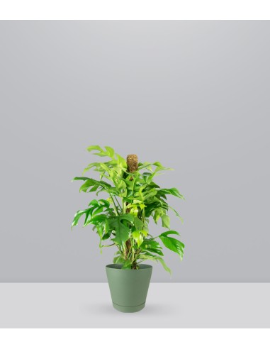 Monstera Minima Palo