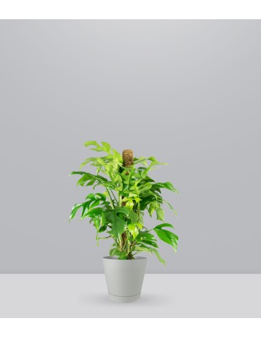 Monstera Minima Palo