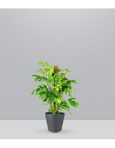 Monstera Minima Palo
