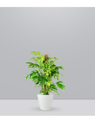 Monstera Minima Palo