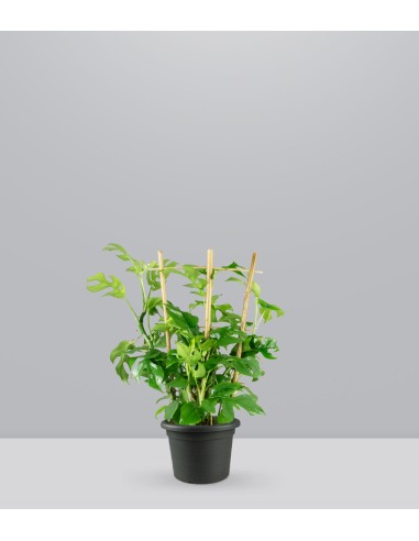 Monstera Minima con Spalliera