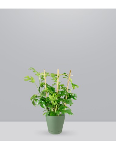 Monstera Minima con Spalliera