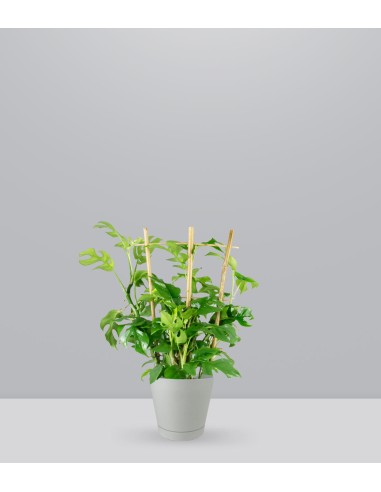 Monstera Minima con Spalliera