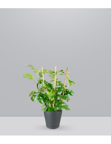 Monstera Minima con Spalliera