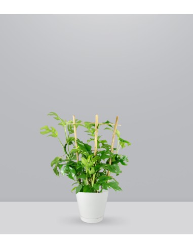 Monstera Minima con Spalliera