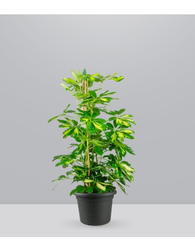 Schefflera Gold Capella