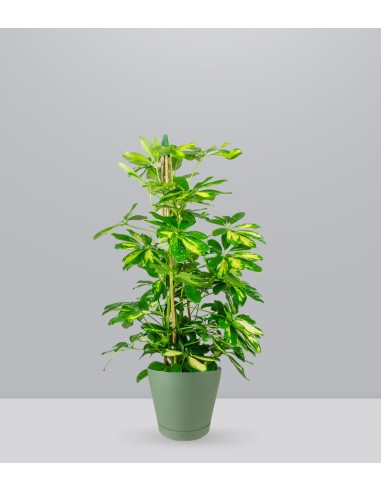 Schefflera Gold Capella