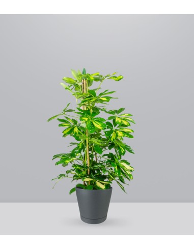 Schefflera Gold Capella