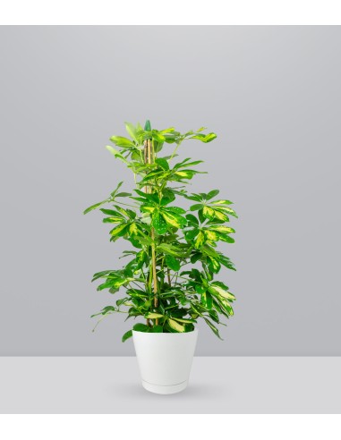 Schefflera Gold Capella