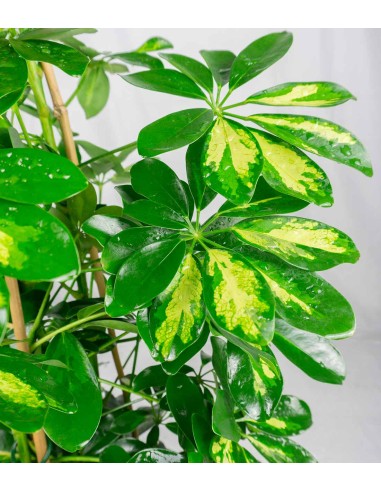 Schefflera Gold Capella