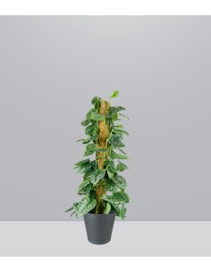 Scindapsus Pictus