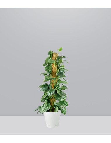 Scindapsus Pictus