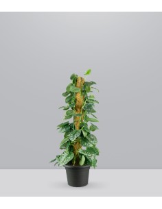 Scindapsus Pictus 2