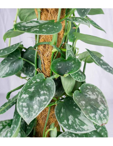 Scindapsus Pictus